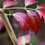 にしきぎ（錦木）Euonymus alatus (4)