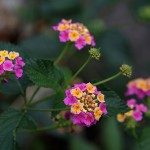 しちへんげ（七変化）Lantana camara