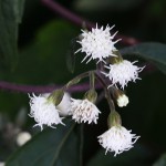 ユーパトリュウEupatoriun  coelestinum（2）