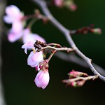 985.じゅうがつざくら十月桜）Prunus × subhirtella cv.Autumnalis (4)