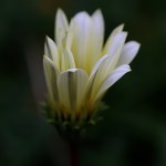 ガザニアGazania (6)