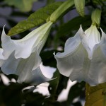 きだちちょうせんあさがお（木立朝鮮朝顔）Brugmansia (6)