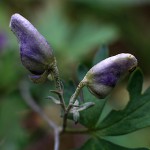 やまとりかぶと（山鳥兜）Aconitum japonicum (2)