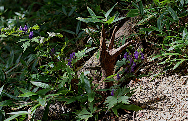 やまとりかぶと（山鳥兜）Aconitum japonicum (4)