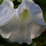 きだちちょうせんあさがお（木立朝鮮朝顔）Brugmansia (7)