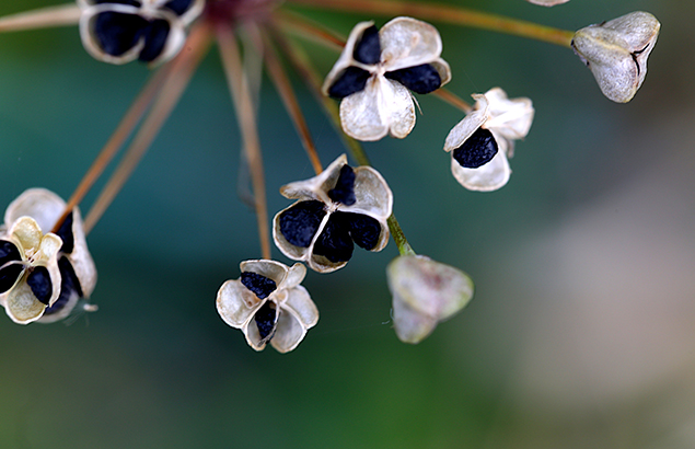 にら（韮）Allium tuberosum