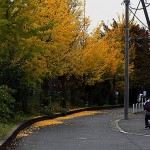 984.いちょう（銀杏）Ginkgo biloba