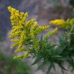 せいたかあわだちそう 背高泡立草） Solidago canadensis var. scabra (4)