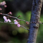 985.じゅうがつざくら十月桜）Prunus × subhirtella cv.Autumnalis (2)