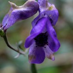 やまとりかぶと（山鳥兜）Aconitum japonicum (1)