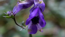 やまとりかぶと（山鳥兜）Aconitum japonicum (1)