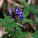 やまとりかぶと（山鳥兜）Aconitum japonicum (3)