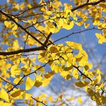 984.いちょう（銀杏）Ginkgo biloba (1)