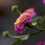 しちへんげ（七変化）Lantana camara (4)