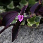 むらさきごてん （紫御殿）Tradescantia pallida ‘Purpurea’ (3)