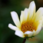 ガザニアGazania (4)