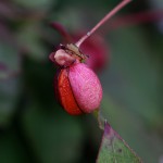 にしきぎ（錦木）Euonymus alatus (10)