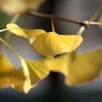 984.いちょう（銀杏）Ginkgo biloba (4)