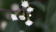 ユーパトリュウEupatoriun  coelestinum（1）