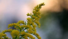 せいたかあわだちそう 背高泡立草） Solidago canadensis var. scabra