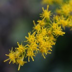 せいたかあわだちそう 背高泡立草） Solidago canadensis var. scabra (2)