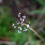 にら（韮）Allium tuberosum (2)
