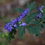 やまとりかぶと（山鳥兜）Aconitum japonicum