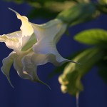 きだちちょうせんあさがお（木立朝鮮朝顔）Brugmansia (5)