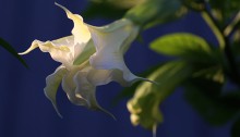 きだちちょうせんあさがお（木立朝鮮朝顔）Brugmansia (5)