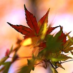 984.かえで（楓）Acer palmatum (3)