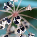 にら（韮）Allium tuberosum (4)