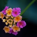 しちへんげ（七変化）Lantana camara (3)