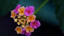 しちへんげ（七変化）Lantana camara (3)