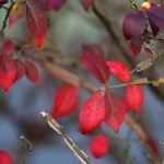 にしきぎ（錦木）Euonymus alatus (1)