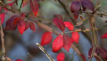 にしきぎ（錦木）Euonymus alatus (1)