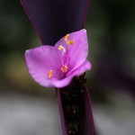 むらさきごてん （紫御殿）Tradescantia pallida ‘Purpurea’