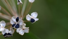 にら（韮）Allium tuberosum (3)