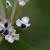 にら（韮）Allium tuberosum (3)