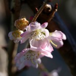 985.じゅうがつざくら十月桜）Prunus × subhirtella cv.Autumnalis