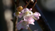 985.じゅうがつざくら十月桜）Prunus × subhirtella cv.Autumnalis