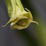 きだちちょうせんあさがお（木立朝鮮朝顔）Brugmansia (1)