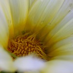 ガザニアGazania (1)