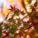 984.かえで（楓）Acer palmatum (2)