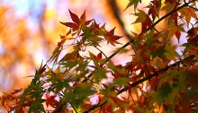 984.かえで（楓）Acer palmatum (2)