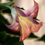 きだちちょうせんあさがお（木立朝鮮朝顔）Brugmansia (9)