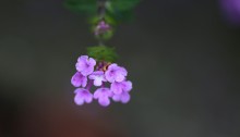 小葉のランタナLantana montevidensis (2)