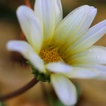 ガザニアGazania (2)