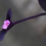 むらさきごてん （紫御殿）Tradescantia pallida ‘Purpurea’ (4)