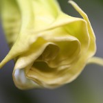 きだちちょうせんあさがお（木立朝鮮朝顔）Brugmansia