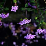 小葉のランタナLantana montevidensis (5)